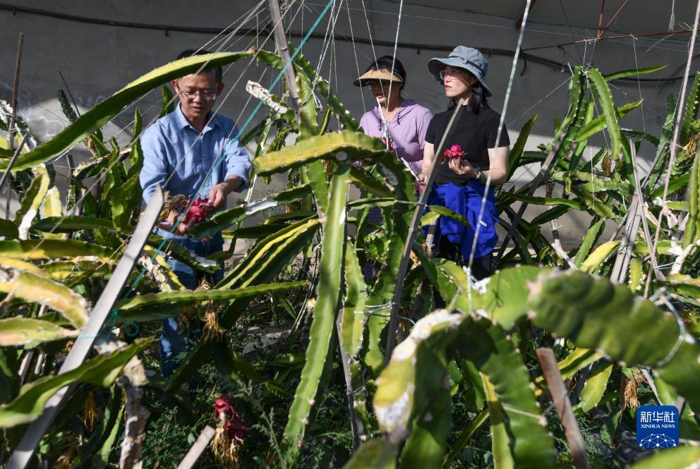 菠菜注册送